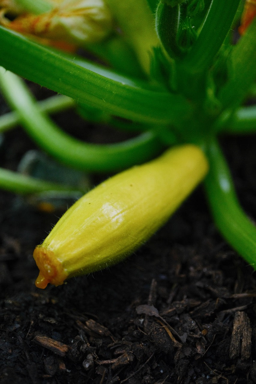 Golden Summer Zuchini Squash Seeds