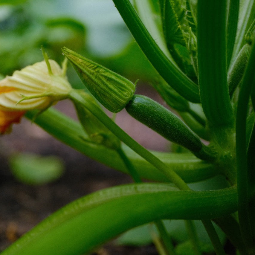 Organic Cocozelle Zuchini Summer Squash Seeds