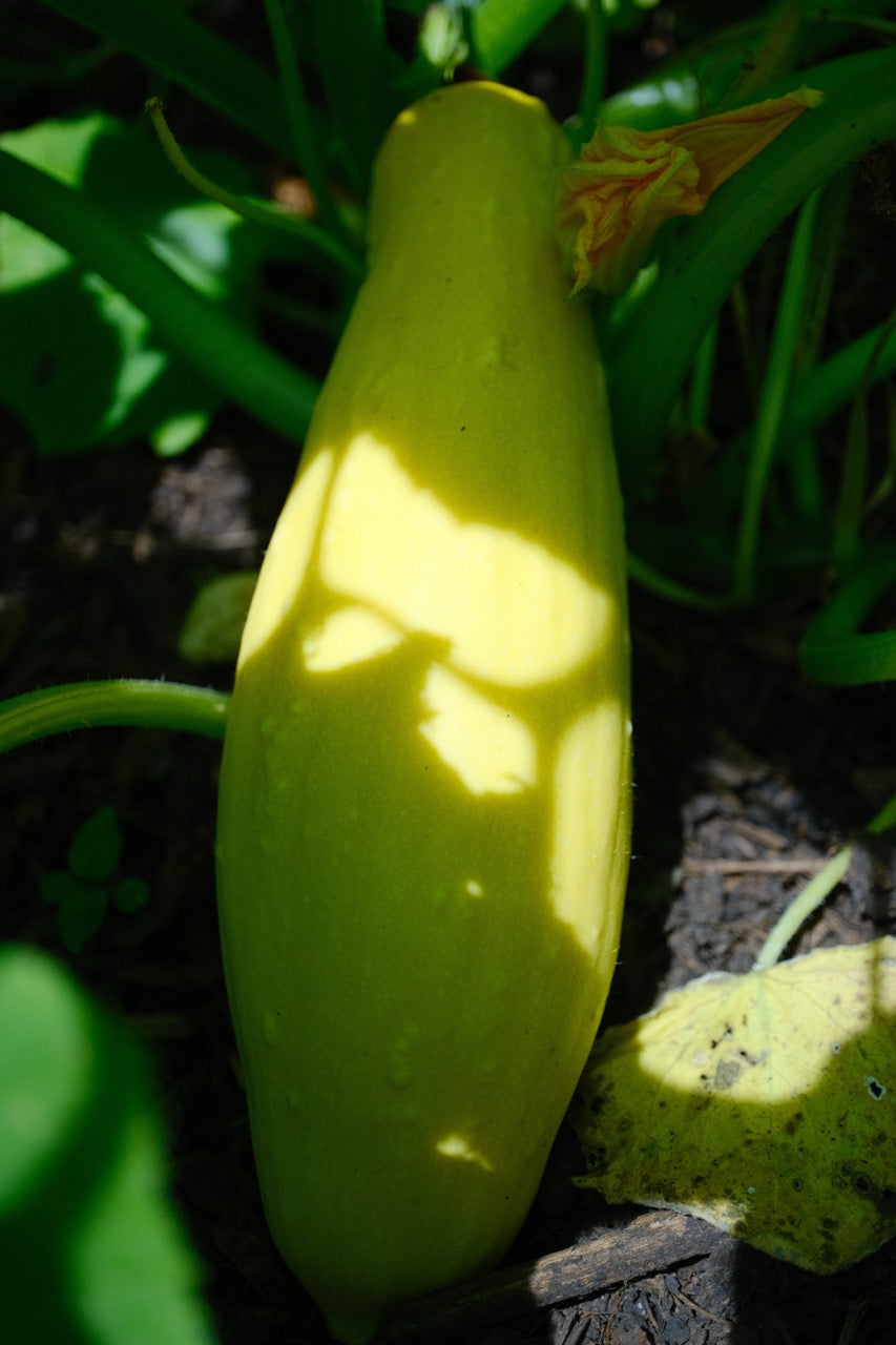 Golden Summer Zuchini Squash Seeds
