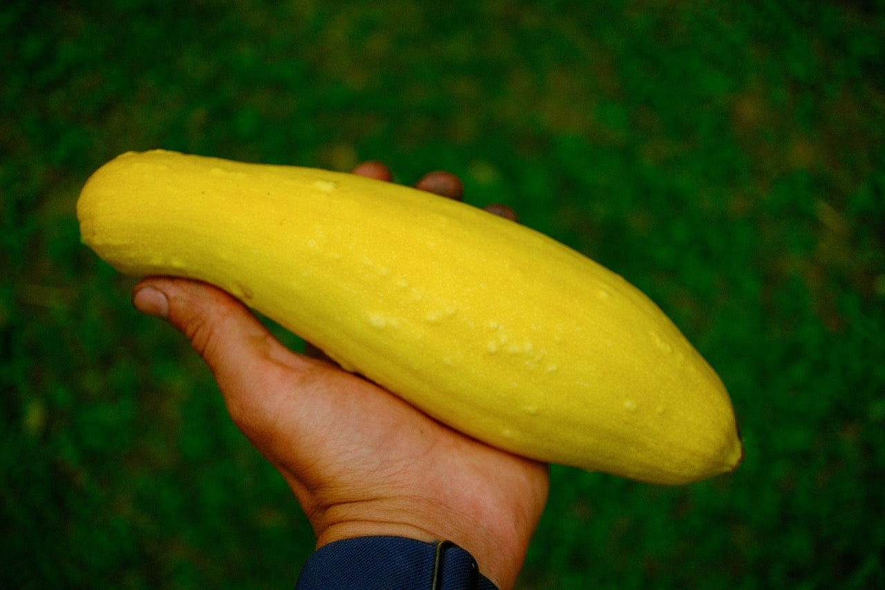 Golden Summer Zuchini Squash Seeds