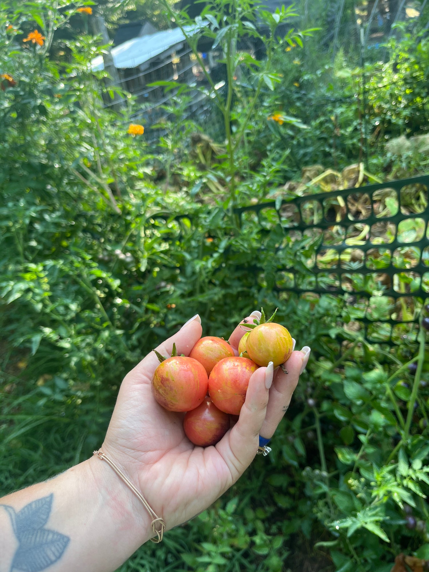 The Last of the Harvest