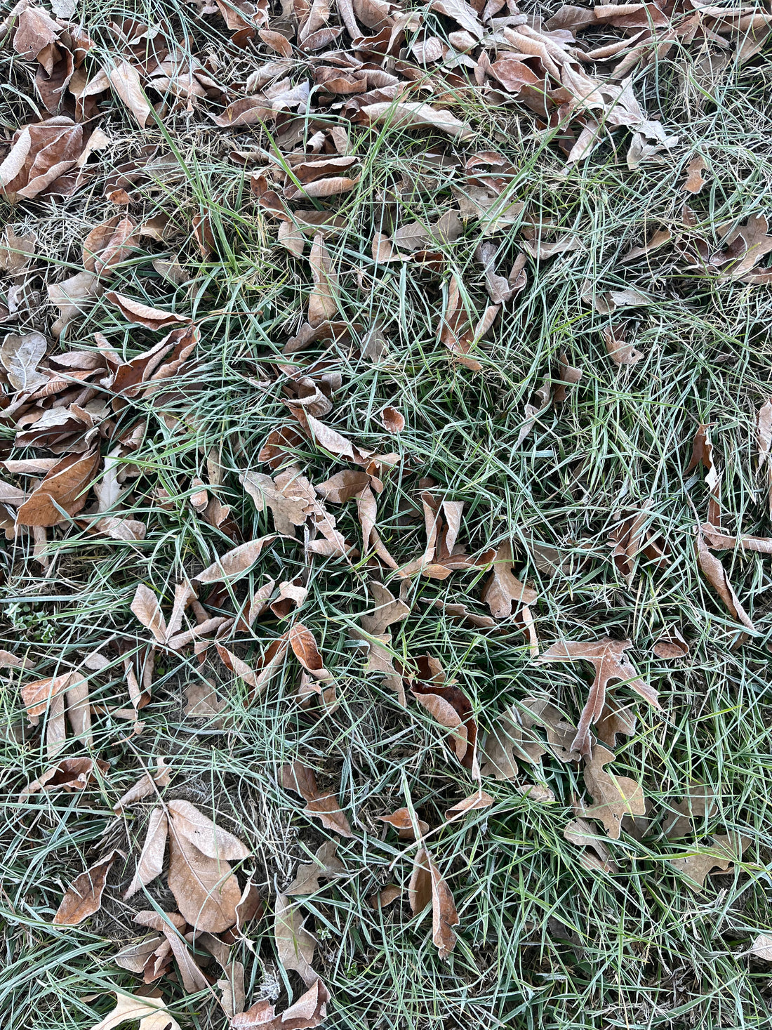 First Frost and we felt it…