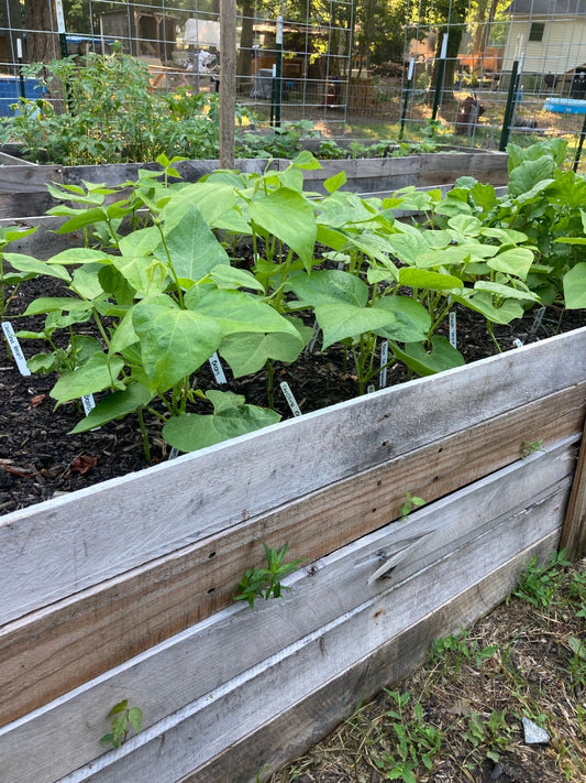 June Garden Update!