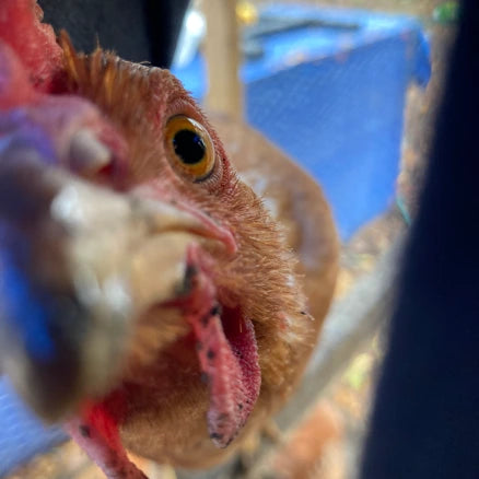 The Great Chicken Escape
