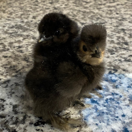 Fluffy Mohawks ❤️