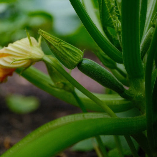 Organic Cocozelle Zuchini Summer Squash Seeds