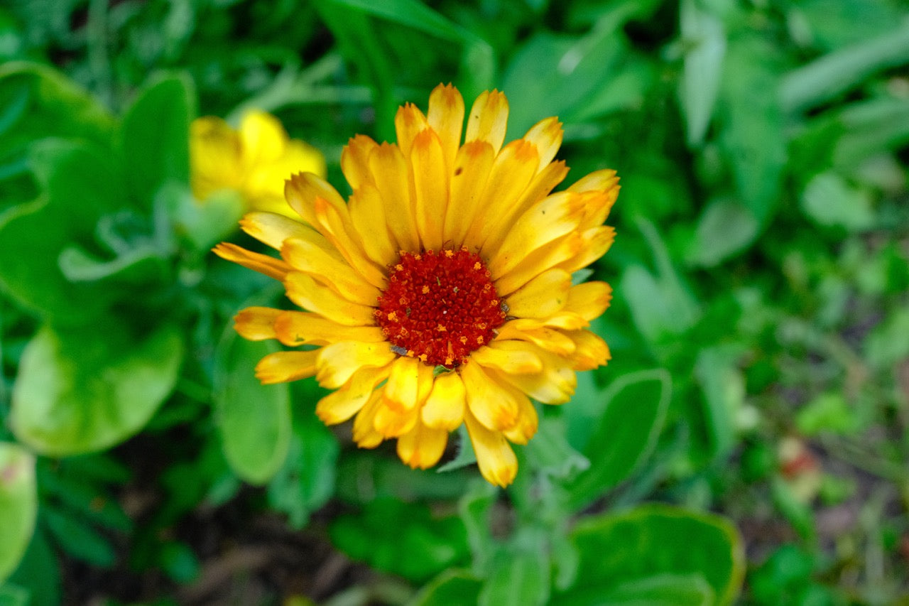 Pacific Beauty Calendula (Mixed Color) Seeds