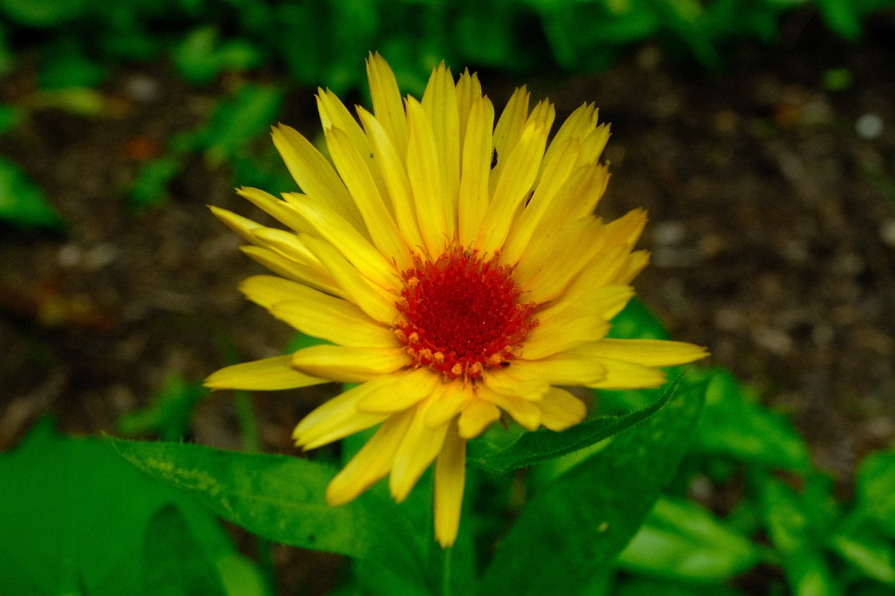 Pacific Beauty Calendula (Mixed Color) Seeds