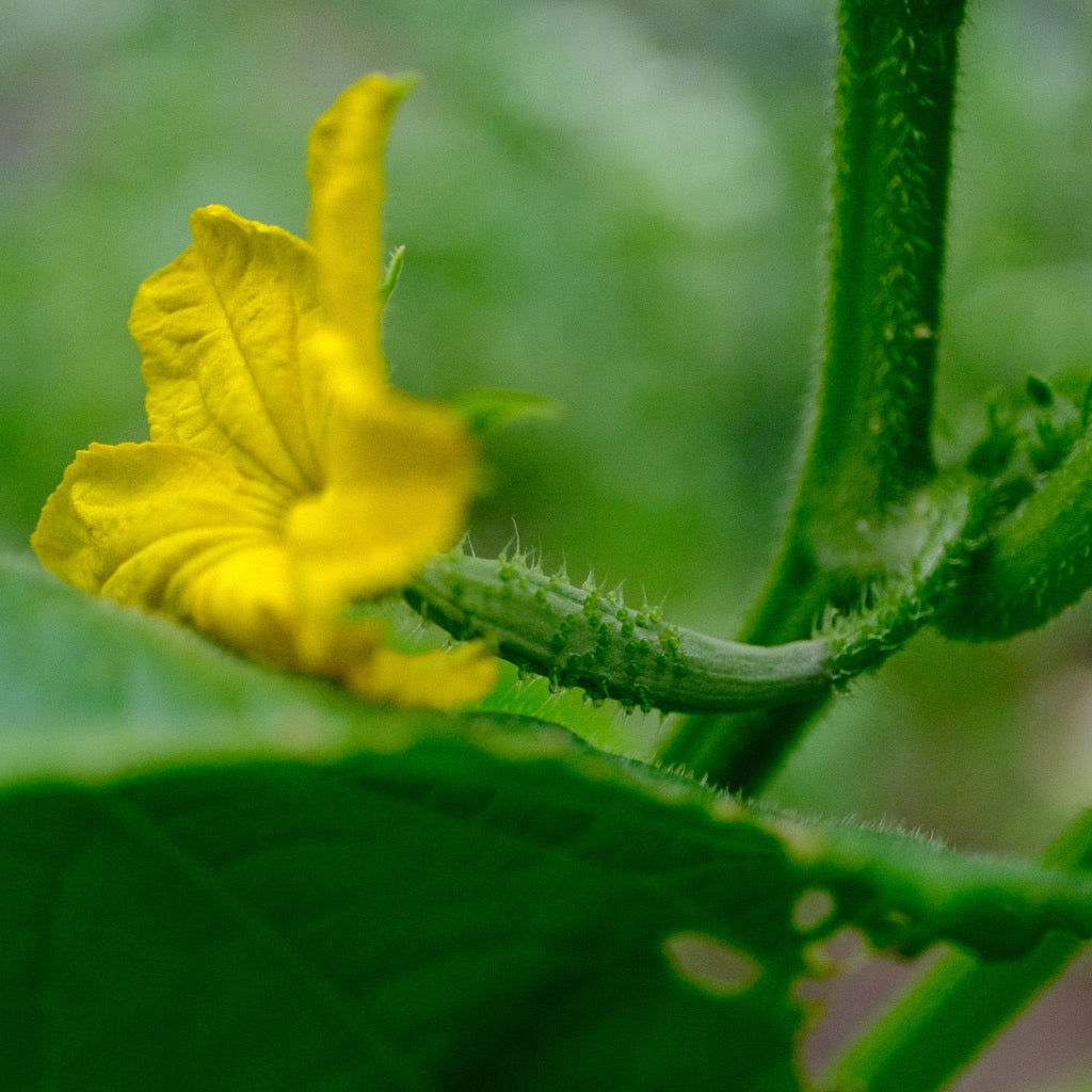 Organic Straight Eight Cucumber Seeds