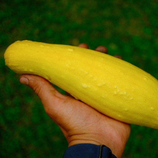 Golden Summer Zuchini Squash Seeds