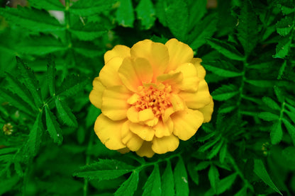 Sparky French Marigold (Mixed Color) Seeds