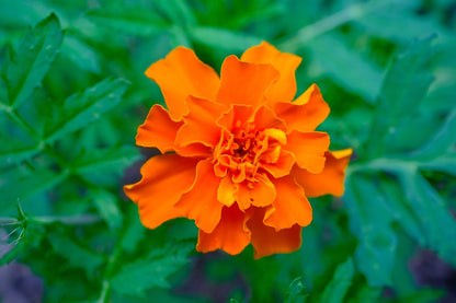 Sparky French Marigold (Mixed Color) Seeds