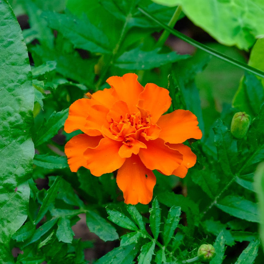 Sparky French Marigold (Mixed Color) Seeds