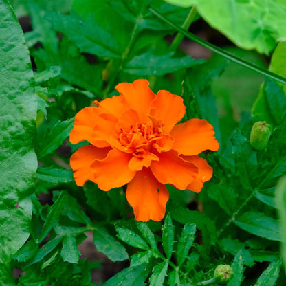 Sparky French Marigold (Mixed Color) Seeds