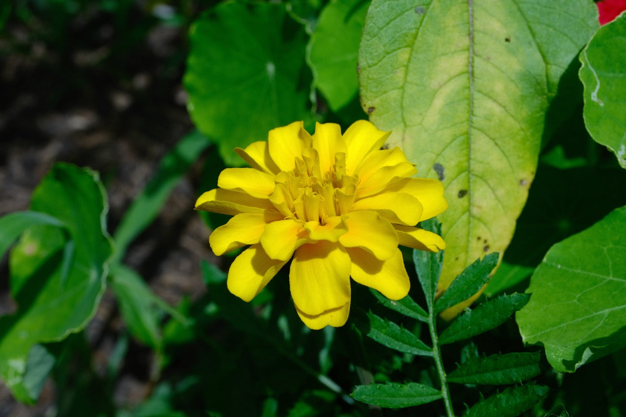 Sparky French Marigold (Mixed Color) Seeds