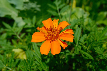 Sparky French Marigold (Mixed Color) Seeds