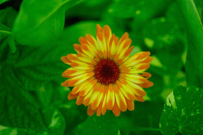 Pacific Beauty Calendula (Mixed Color) Seeds