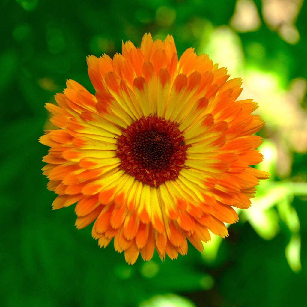 Pacific Beauty Calendula (Mixed Color) Seeds