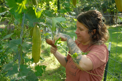 ShenkedNC Luffa (Dishcloth Gourd) Seeds