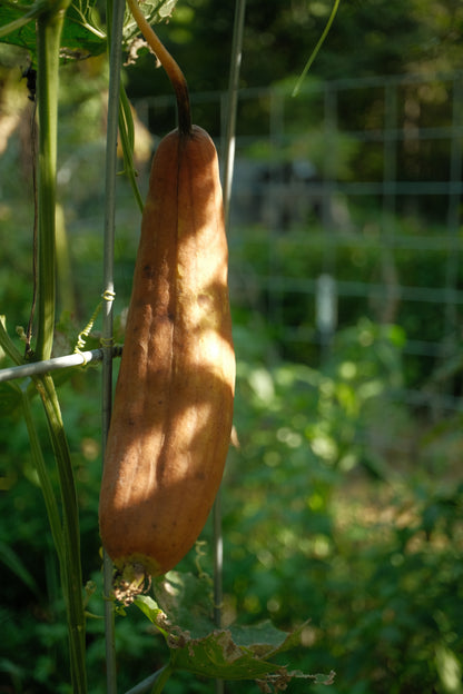 ShenkedNC Luffa (Dishcloth Gourd) Seeds