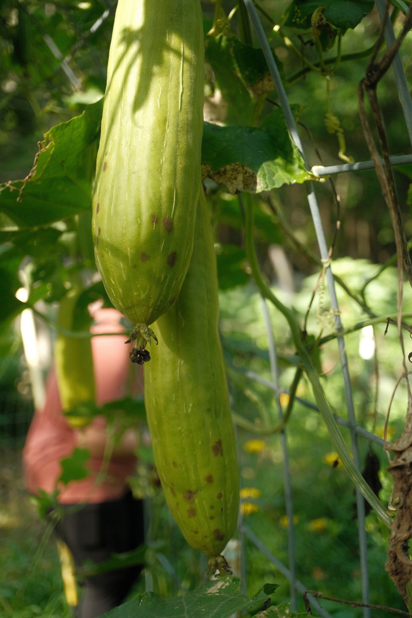 ShenkedNC Luffa (Dishcloth Gourd) Seeds