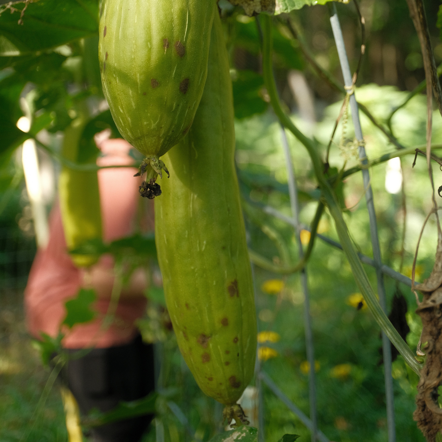 ShenkedNC Luffa (Dishcloth Gourd) Seeds