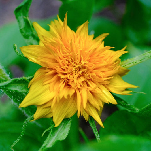 Teddy Bear Sunflower Seeds