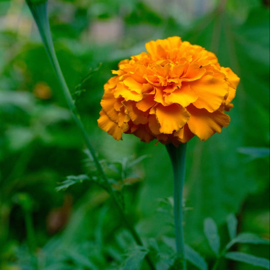 Cracker Jack African Marigold (Mixed Color) Seeds